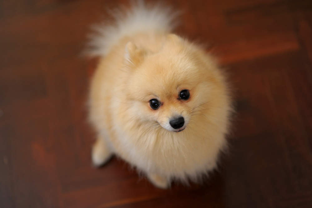 Pomeranian sitting on floor