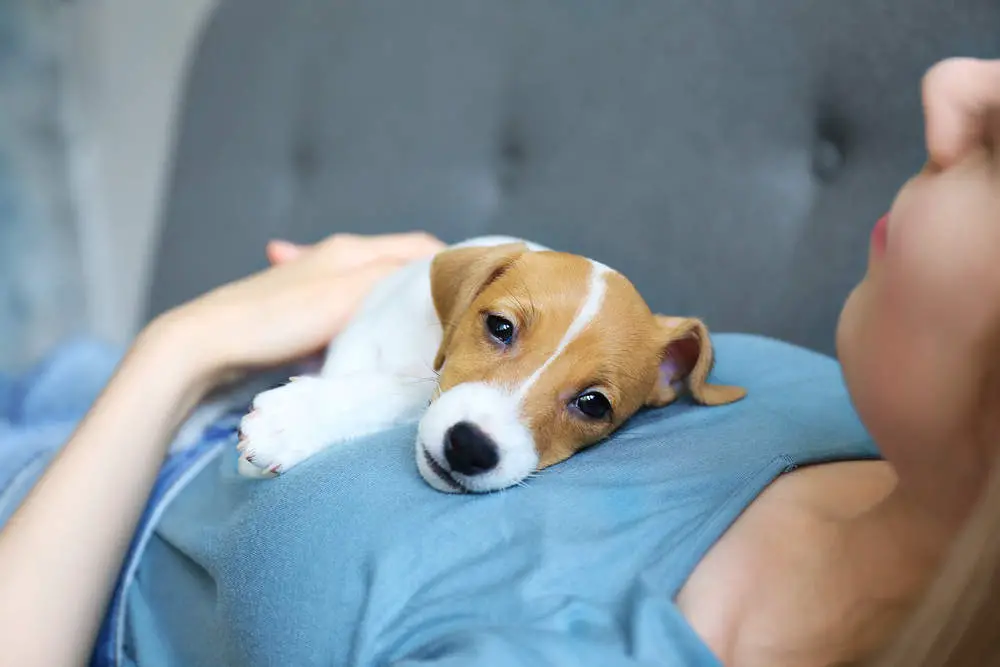 puppy sitting on young woman's chest