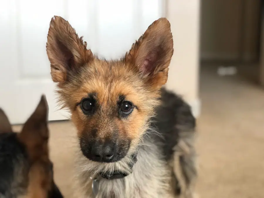 Ranger the German Shepherd with Dwarfism