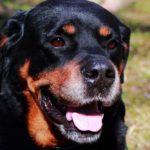 What is the Bite Force of a Rottweiler?