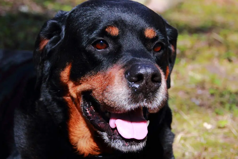 Rottweiler smiling for camera