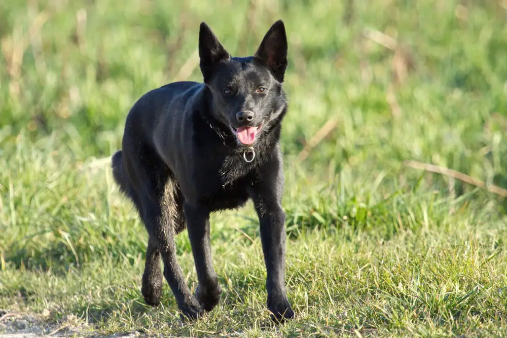 Top 18 Dog Breeds With Pointy Ears Aka Bat Ears W Pics