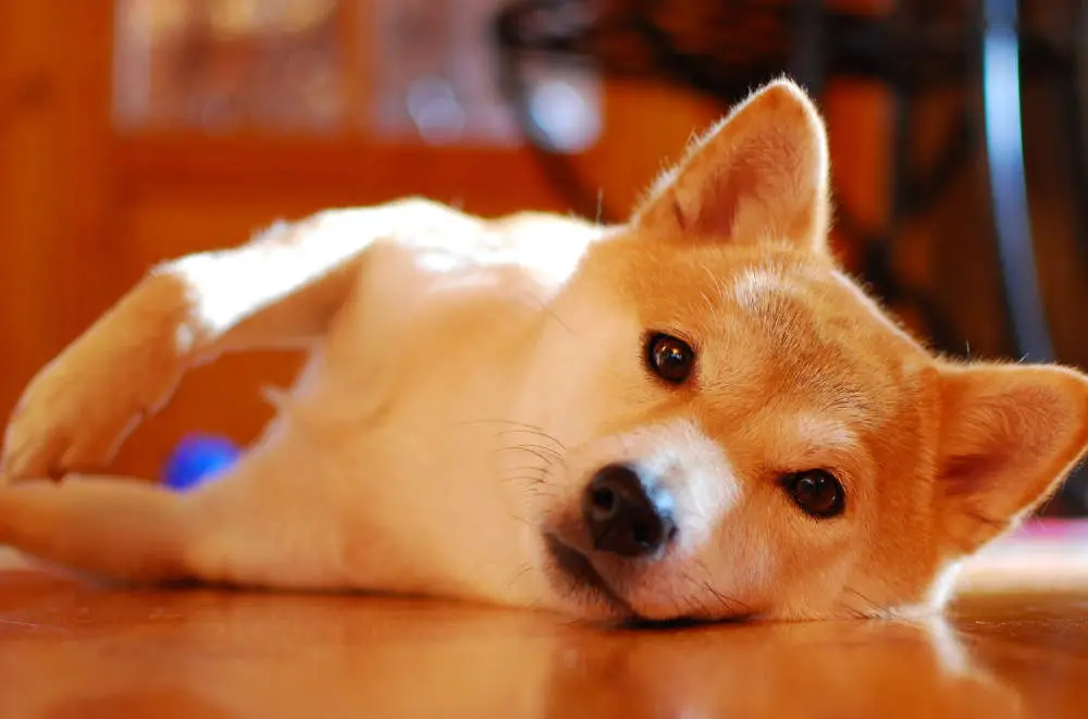 Shiba Inu on floor