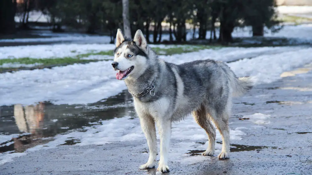 Siberian Husky enjoying the melting snow