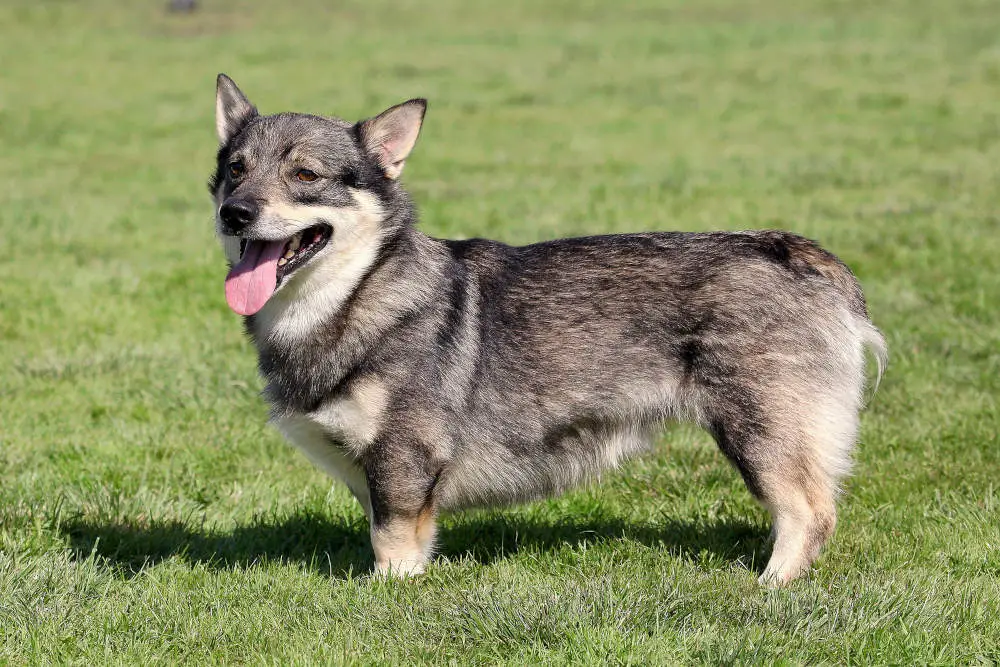 Swedish Vallhund posing with tongue out