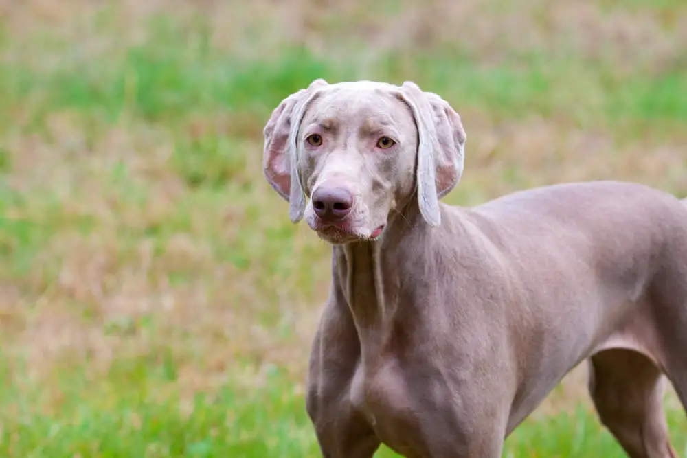 Weimaraner in a field