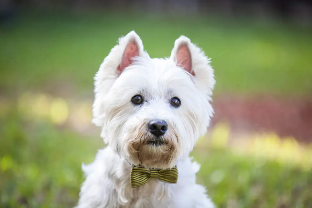 Smart Westie posing for picture outside wearing a bowtie