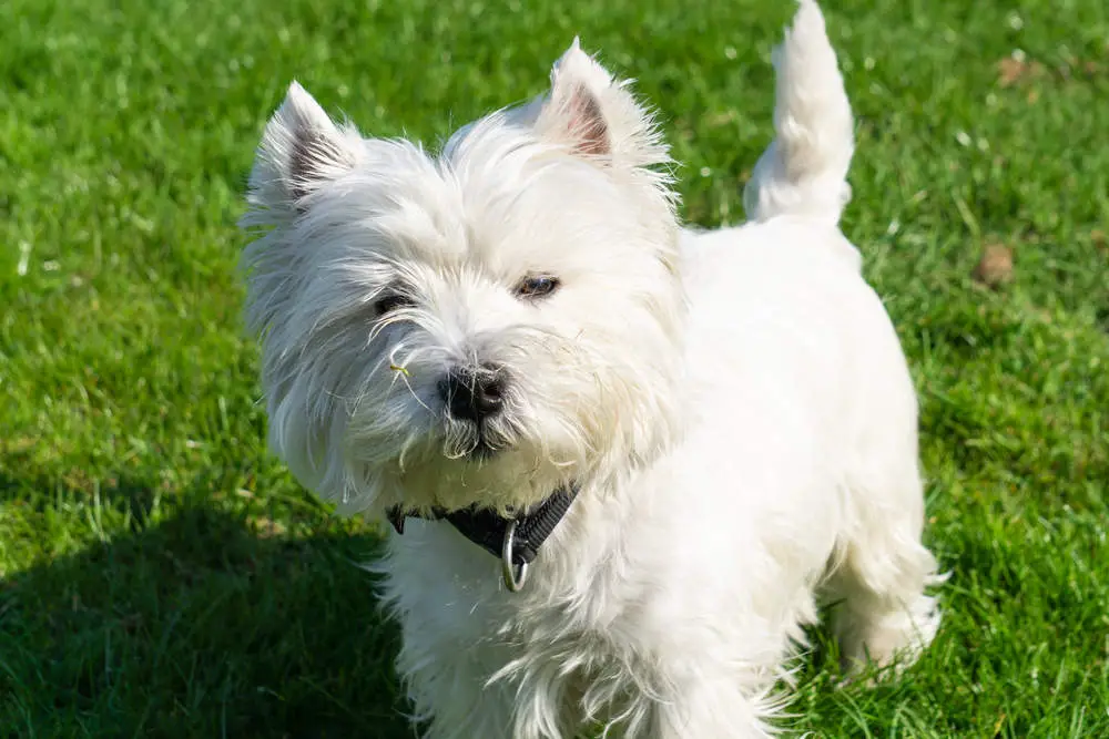 West Highland White Terrier posing for a picture standing in grass