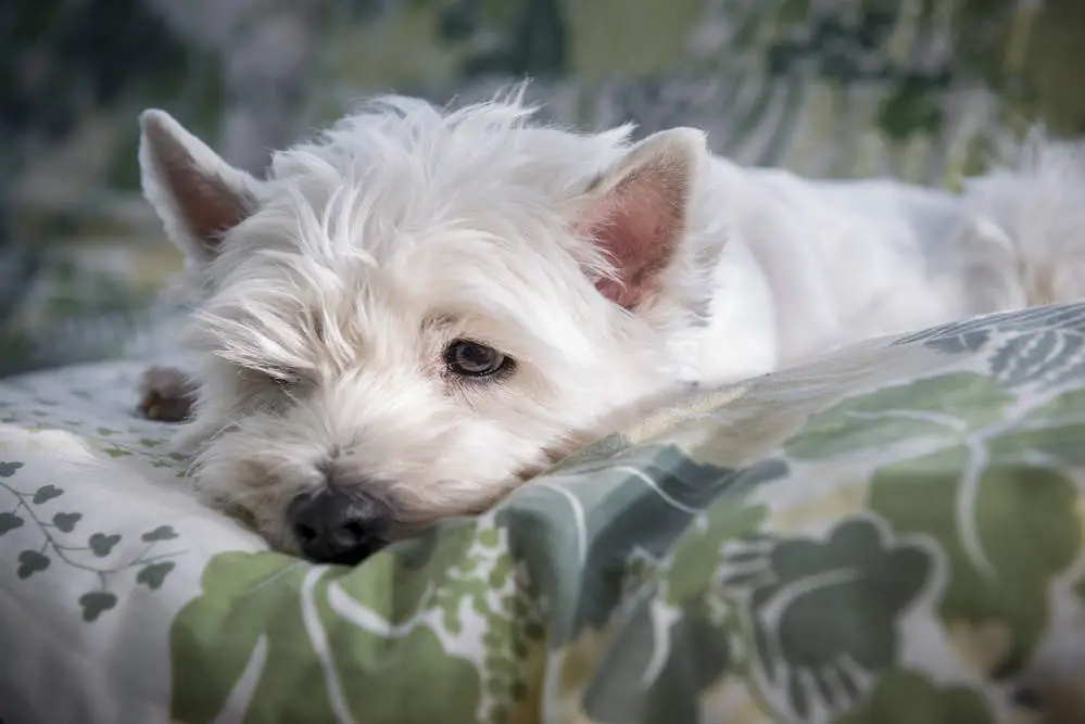 Westie sad because it is home alone