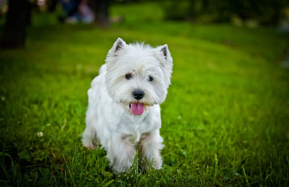 Well groomed Westie posing for picture in a field with tongue out