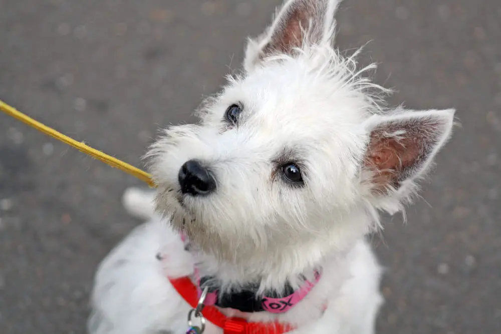 Westie on leash looking up at owner