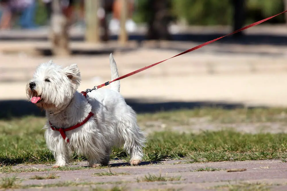 Westie with a harness and leash