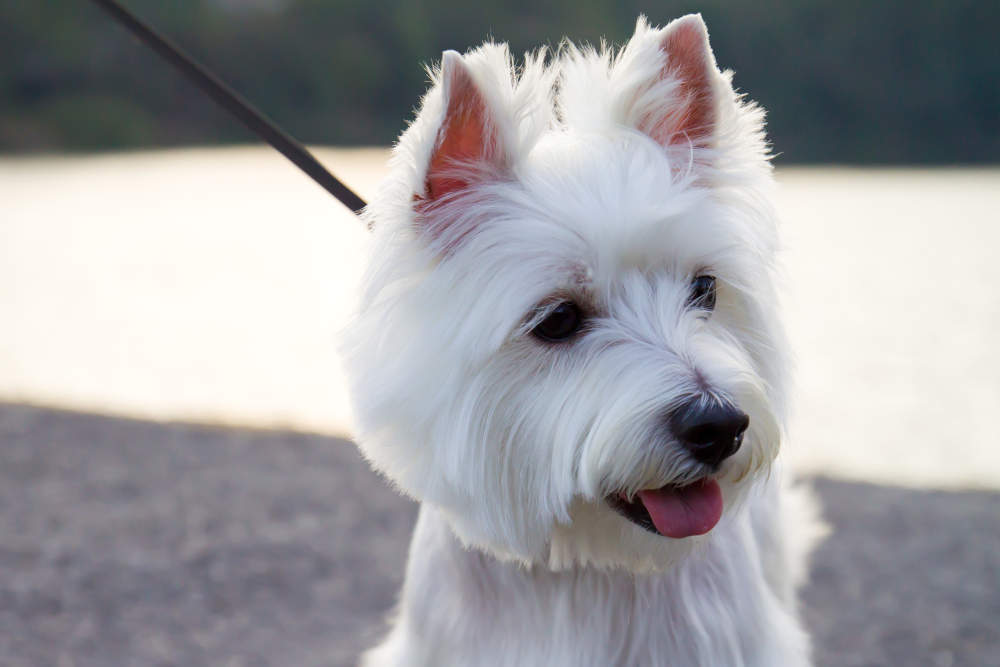 Westie on leash smiling