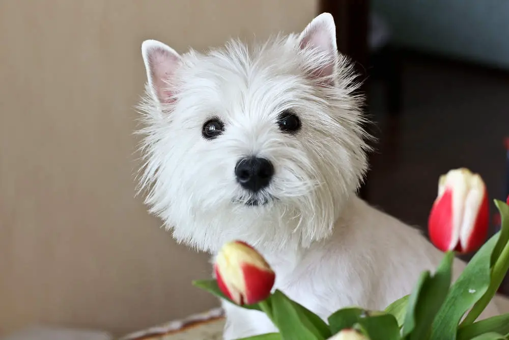 Westie posing with flowers