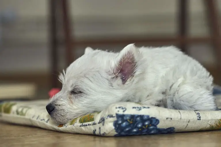 When, Where & How Long Do Westies Sleep Per Day?