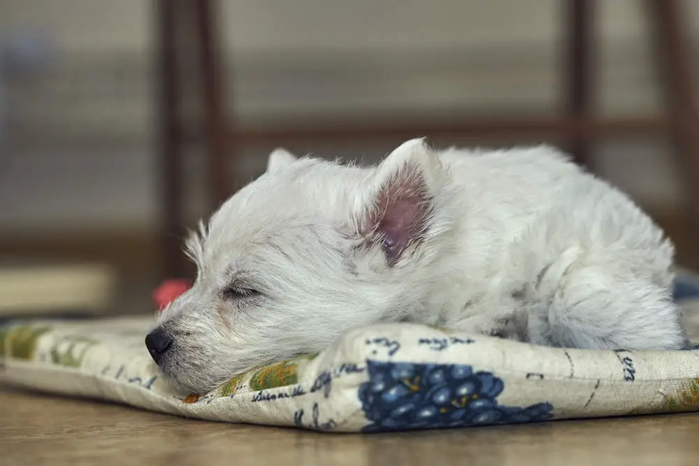 Westie puppy sleeping on his bed