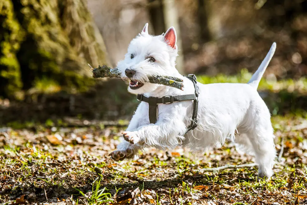 Westie being trained at the park with big stick in it's mouth.