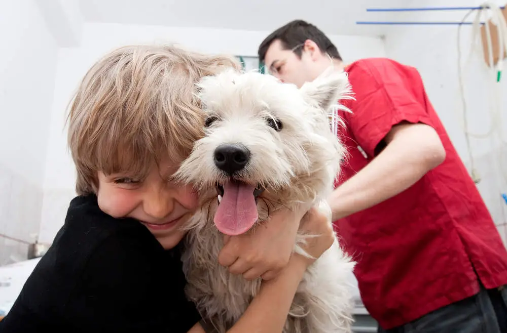 Westie with boy at vet for a checkup