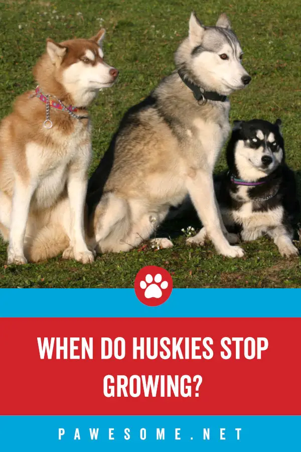 When Do Huskies Stop Growing? (+Puppy Development Cycle)
