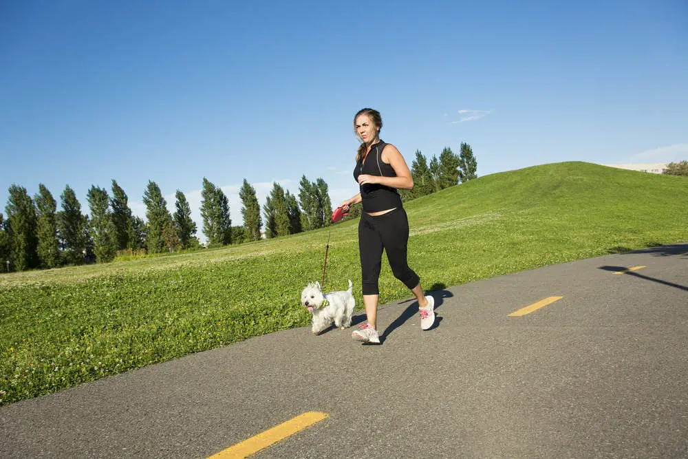 Young woman jogging with her Westie