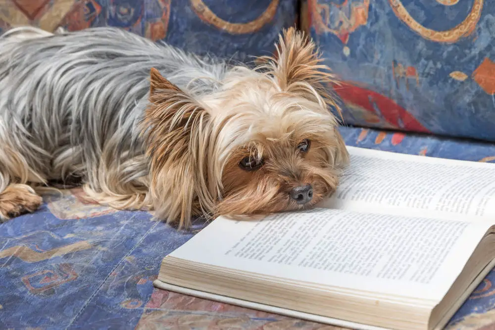 Yorkie reading a book