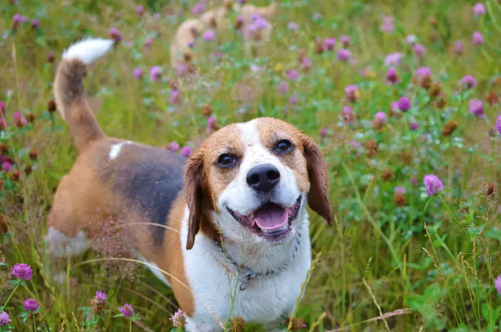 Beagle playing in the field