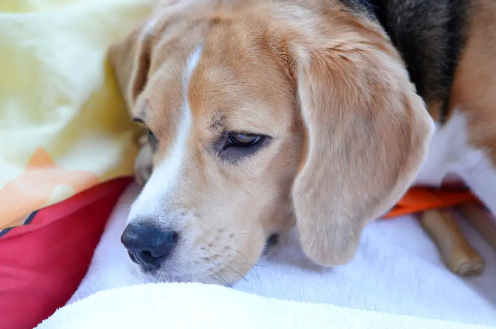 Beagle resting on a pillow
