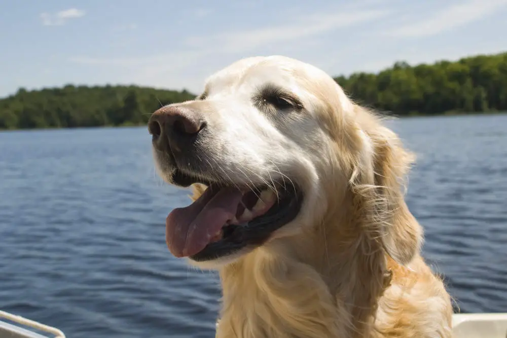 Golden Retriever smiling on a boat