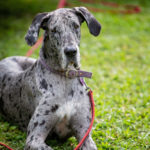 Are Great Danes Hard to Train?