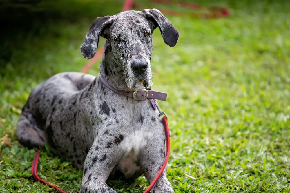 Great Dane on lead