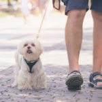 Best Harness for Maltese: Top Picks, Buying Guide with Tips & Reviews