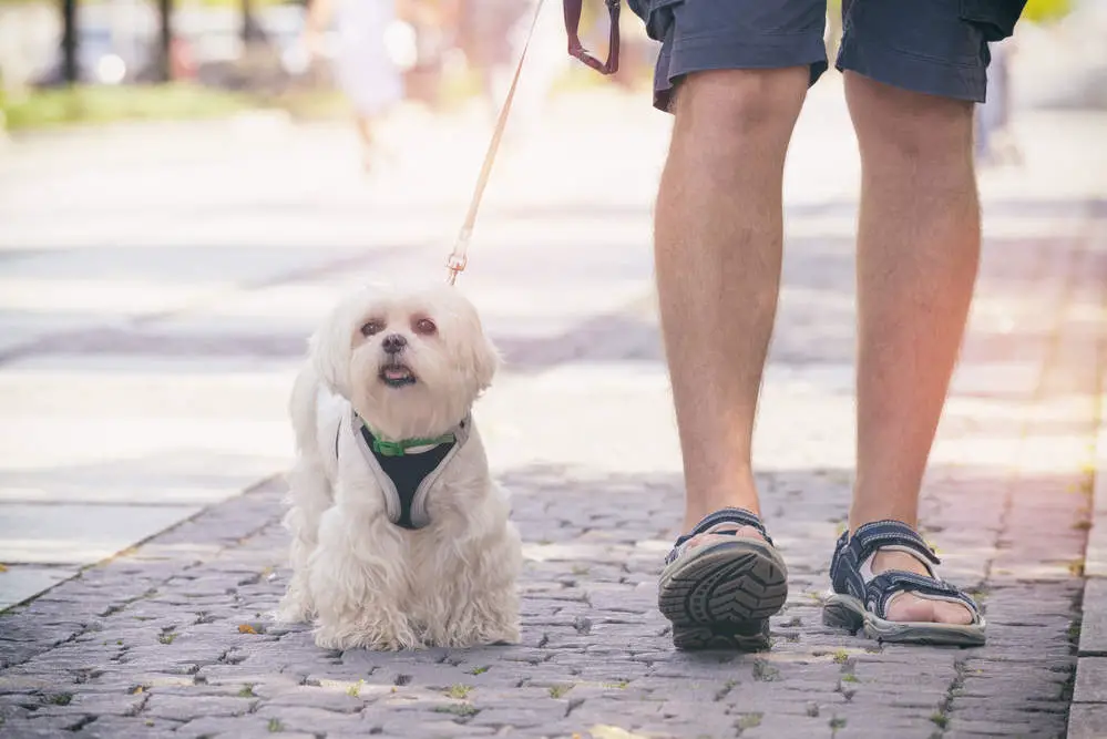 Maltese wearing dog harness on a walk