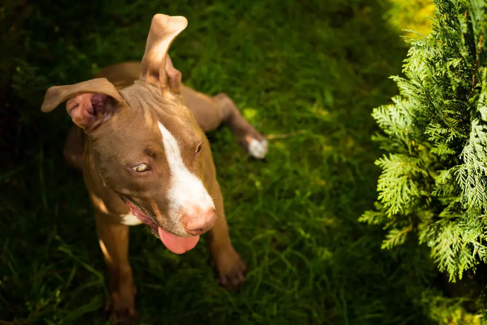 Pitbull outside on a summer day