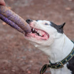 Do Pit Bulls Jaws Lock When They Bite?