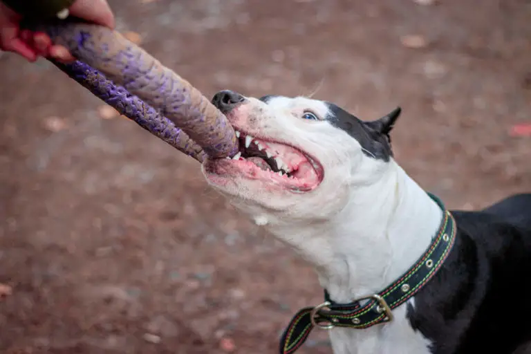 pitbull tug