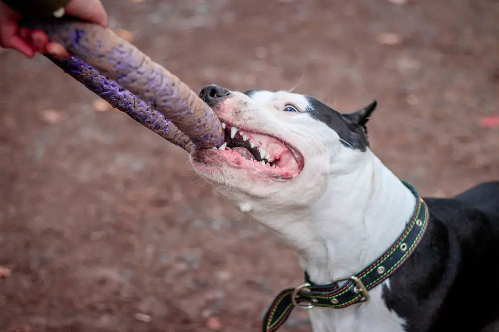 Pitbull playing tug of war with a toy