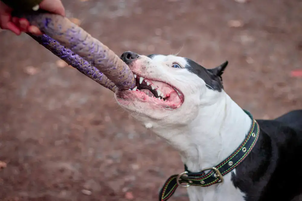 Do Pit Bulls Jaws Lock When They Bite Hint It S A Myth