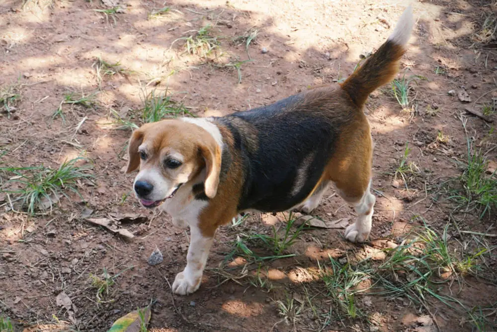 Pregnant beagle on a short walk in the woods
