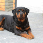 Can Rottweilers Live in Apartments?