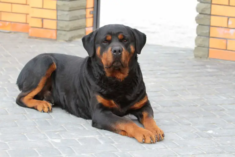 Can Rottweilers Live in Apartments? How Do They Do?