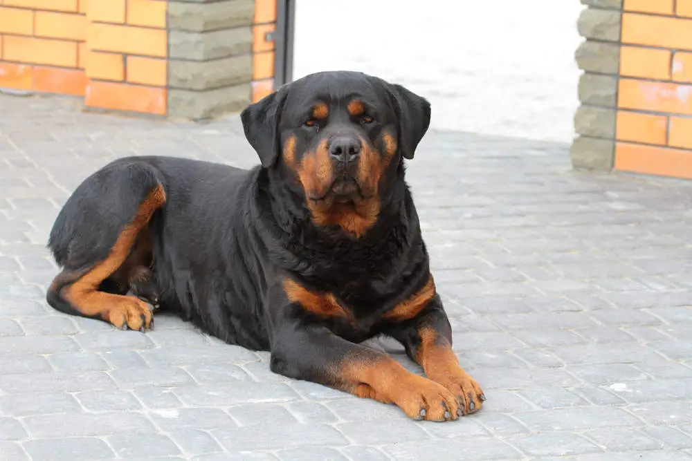 Rottweiler waiting outside apartment building