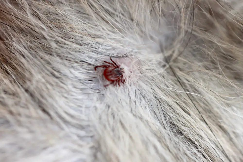 Tick found on a dog