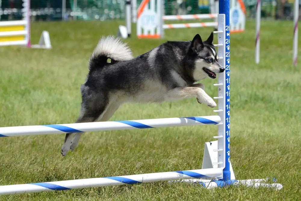 Alaskan Klee Kai