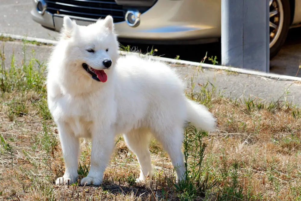 American Eskimo