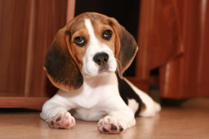 Beagle puppy posing for picture