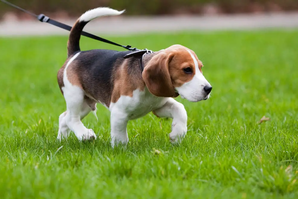 Beagle on the scent trail