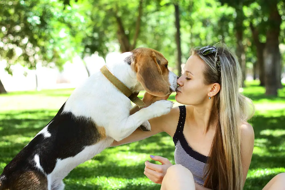 Beagle outside at the park with owner