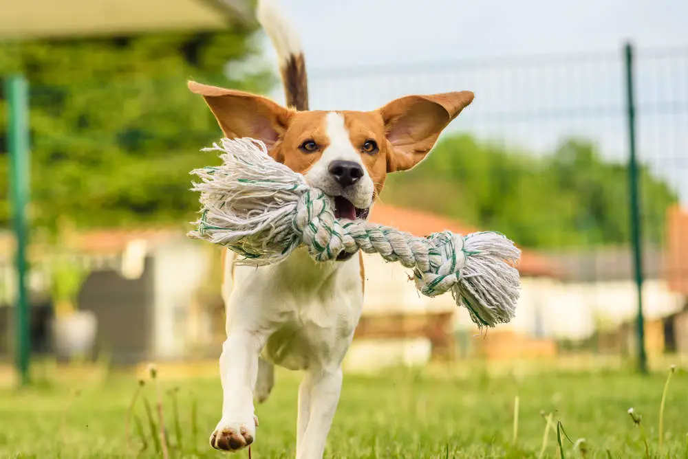 Beagle playing in garden