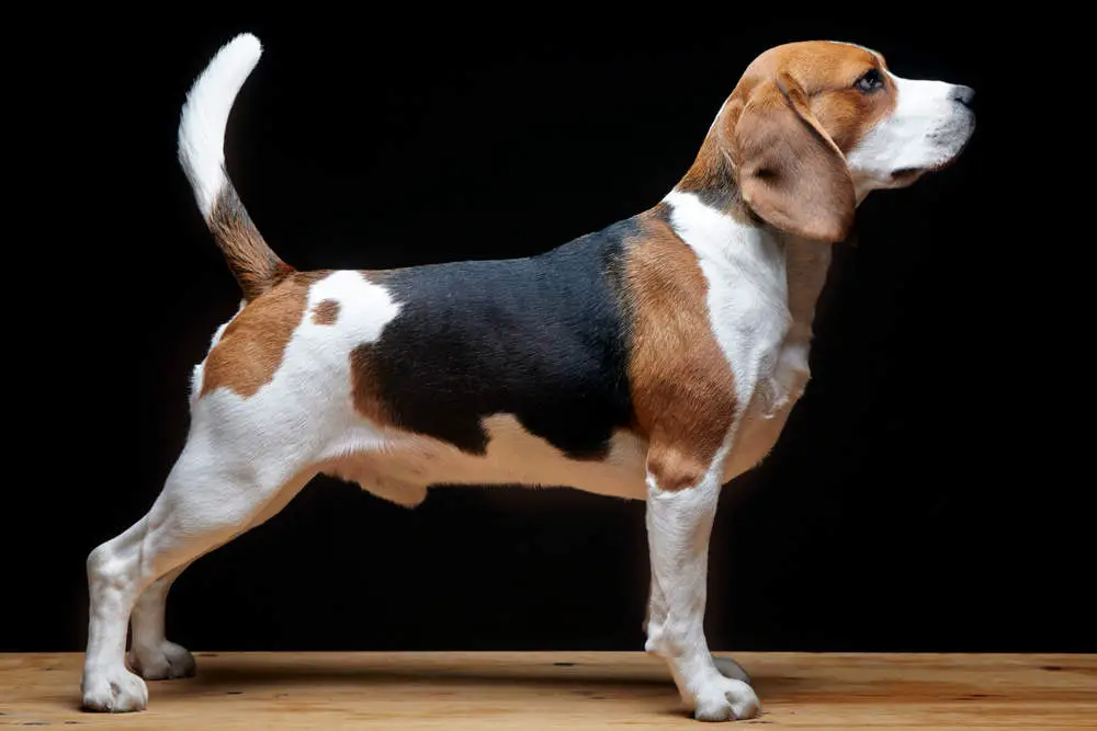 Beagle profile shot