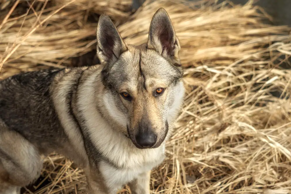 Czech Wolfdog playing outside